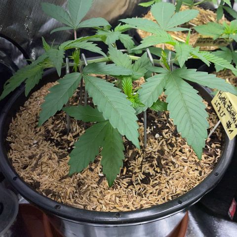 Purple Zkittlez #1 by KilliczGe growlog timeline photo