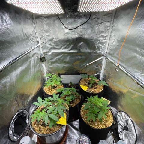 Purple Zkittlez #2 by KilliczGe growlog timeline photo