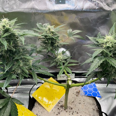 Late Outdoor season 25 - turned inside :D 1 AK48#2 auto  growlog timeline photo