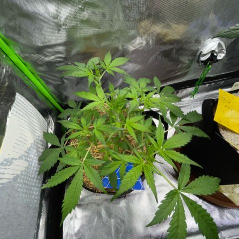 Purple Punch Automatic by KilliczGe growlog timeline photo