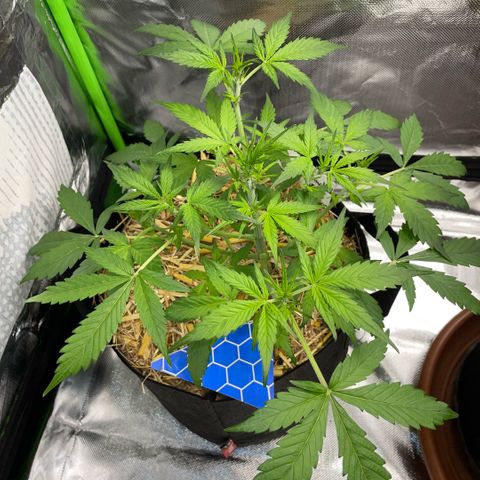 Purple Punch Automatic by KilliczGe growlog timeline photo