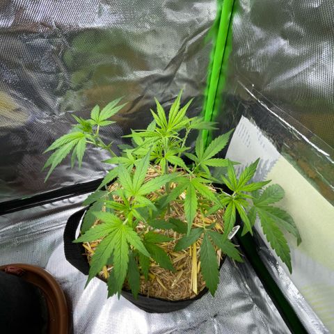 White Widow Automatic by KilliczGe growlog timeline photo