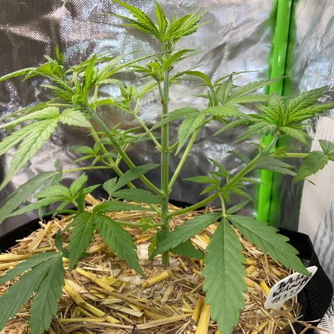 White Widow Automatic by KilliczGe growlog timeline photo