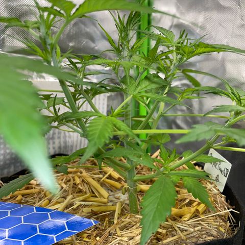 Purple Punch Automatic by KilliczGe growlog timeline photo