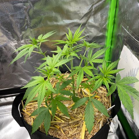 White Widow Automatic by KilliczGe growlog timeline photo