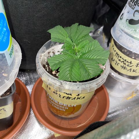 Big Bud 1 Klon 1 by KilliczGe growlog timeline photo