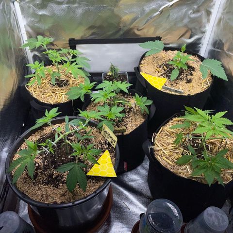 Purple Zkittlez #2 by KilliczGe growlog timeline photo