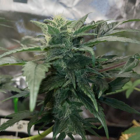 Late Outdoor season 25 - turned inside :D 1 AK48#2 auto  growlog timeline photo