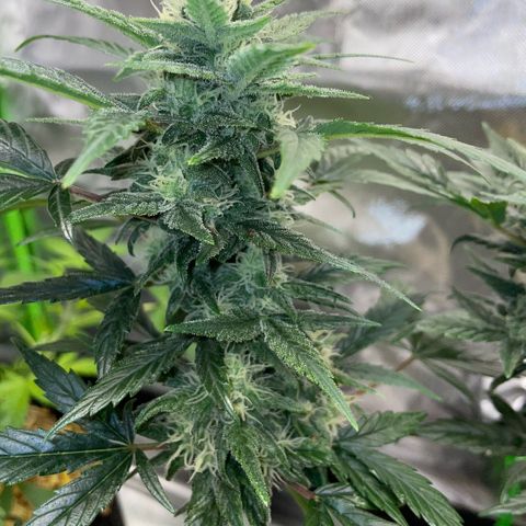 Late Outdoor season 25 - turned inside :D 1 AK48#2 auto  growlog timeline photo