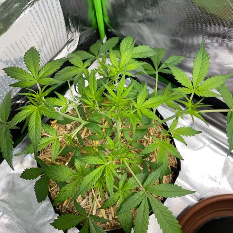 Purple Punch Automatic by KilliczGe growlog timeline photo