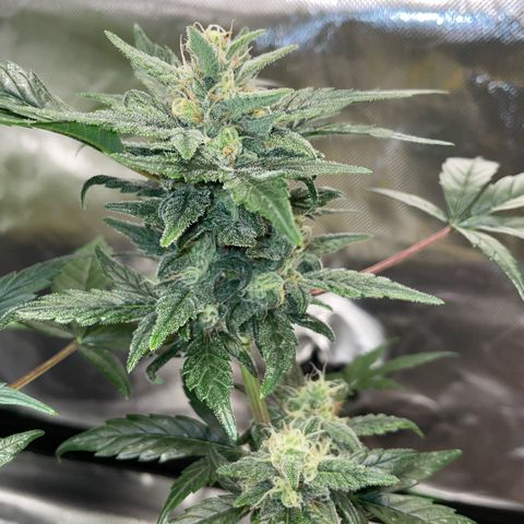 Late Outdoor season 25 - turned inside :D 1 AK48#2 auto  growlog timeline photo