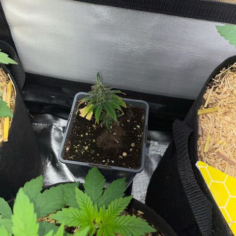 Tangerine Dream Clon #1 by KilliczGe growlog timeline photo