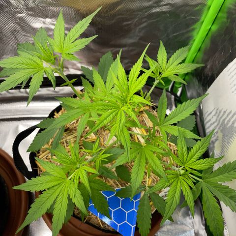 White Widow Automatic by KilliczGe growlog timeline photo
