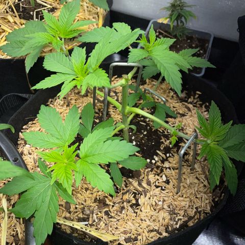 Big Bud by KilliczGe growlog timeline photo