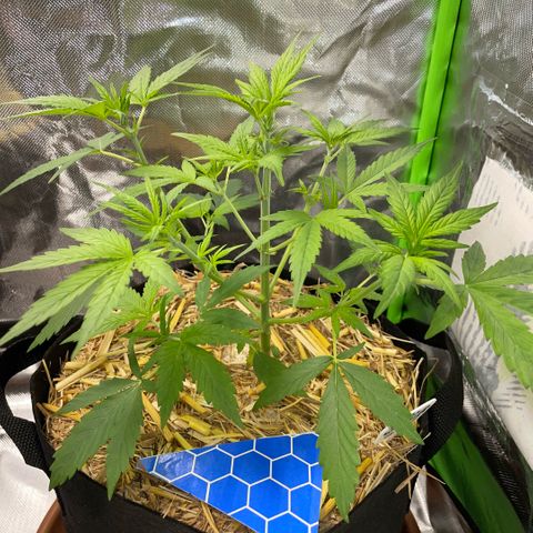 White Widow Automatic by KilliczGe growlog timeline photo