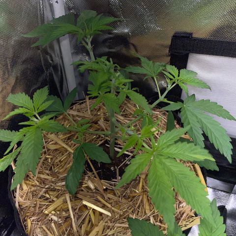 Purple Zkittlez #2 by KilliczGe growlog timeline photo