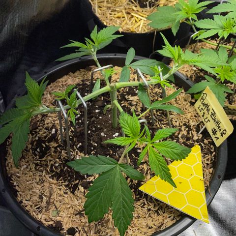 Purple Zkittlez #1 by KilliczGe growlog timeline photo