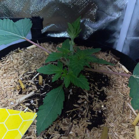 Cereal Milk #3 by KilliczGe growlog timeline photo