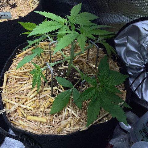 Permanent Marker by KilliczGe growlog timeline photo