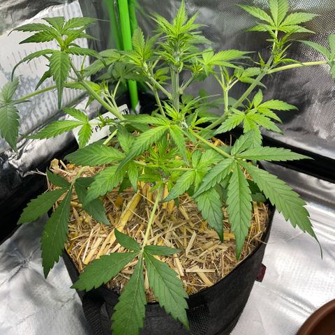 Purple Punch Automatic by KilliczGe growlog timeline photo