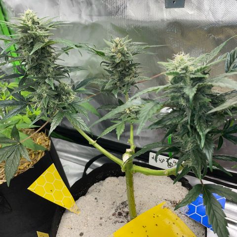 Late Outdoor season 25 - turned inside :D 1 AK48#2 auto  growlog timeline photo
