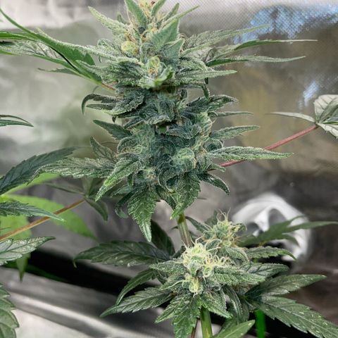 Late Outdoor season 25 - turned inside :D 1 AK48#2 auto  growlog timeline photo