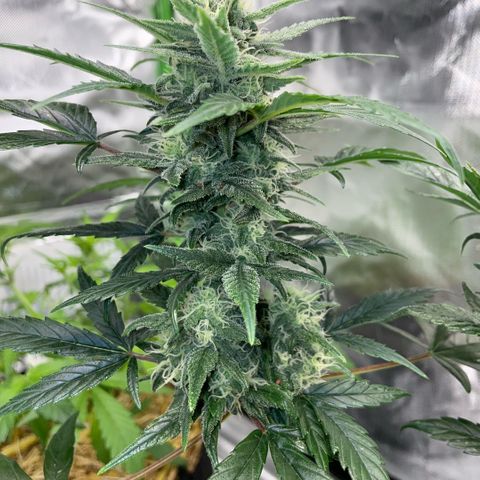 Late Outdoor season 25 - turned inside :D 1 AK48#2 auto  growlog timeline photo