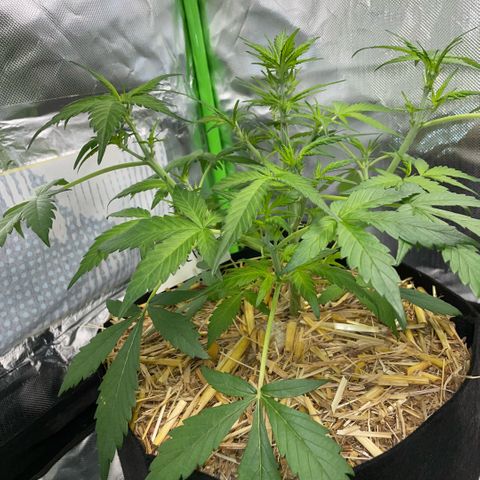 Purple Punch Automatic by KilliczGe growlog timeline photo