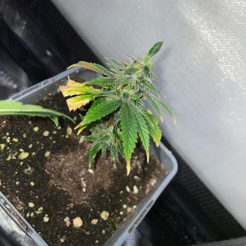 Tangerine Dream Clon #1 by KilliczGe growlog timeline photo