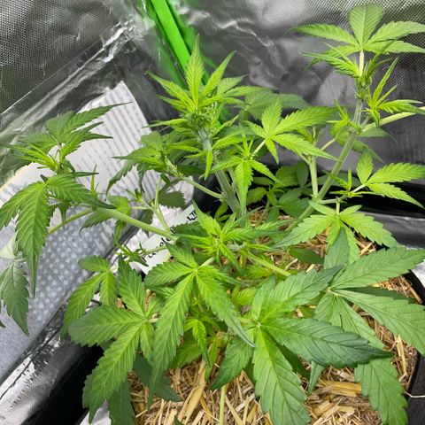 Purple Punch Automatic by KilliczGe growlog timeline photo