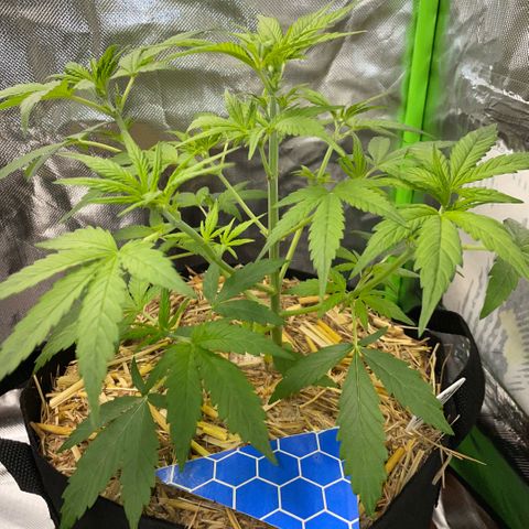 White Widow Automatic by KilliczGe growlog timeline photo