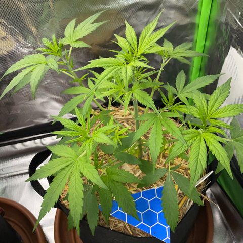 White Widow Automatic by KilliczGe growlog timeline photo