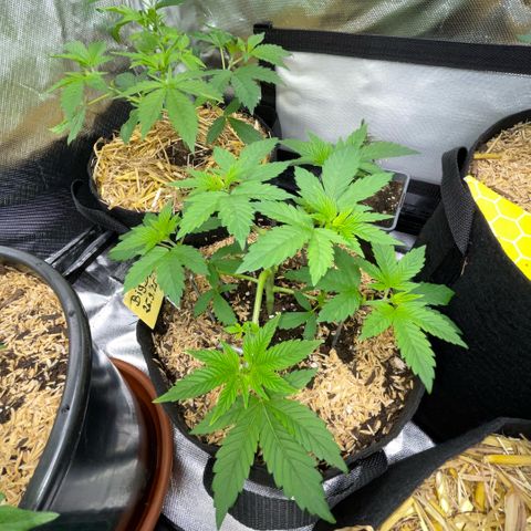 Big Bud by KilliczGe growlog timeline photo