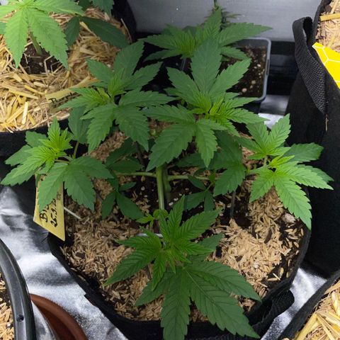 Big Bud by KilliczGe growlog timeline photo