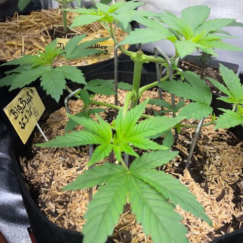 Big Bud by KilliczGe growlog timeline photo