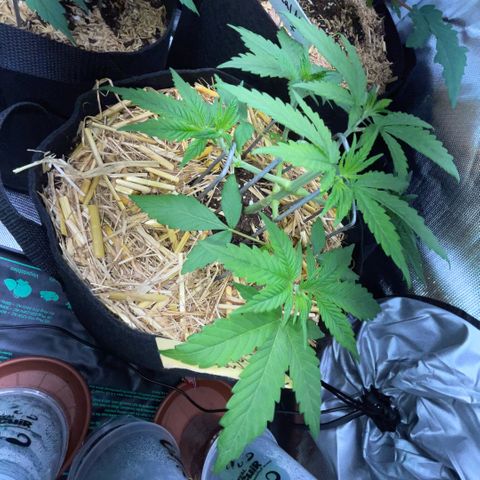 Permanent Marker by KilliczGe growlog timeline photo