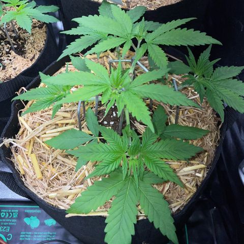 Permanent Marker by KilliczGe growlog timeline photo