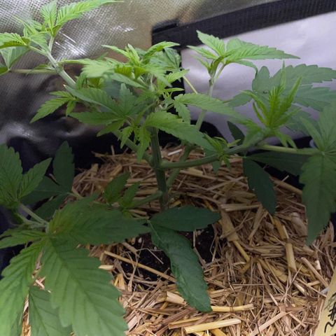 Purple Zkittlez #2 by KilliczGe growlog timeline photo