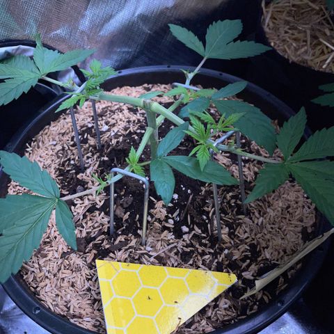 Purple Zkittlez #1 by KilliczGe growlog timeline photo