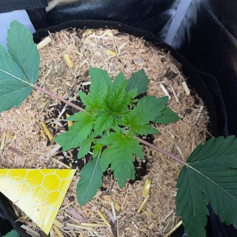 Cereal Milk #3 by KilliczGe growlog timeline photo