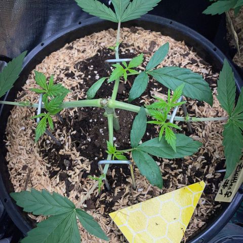 Purple Zkittlez #1 by KilliczGe growlog timeline photo