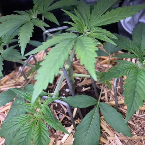 Permanent Marker by KilliczGe growlog timeline photo