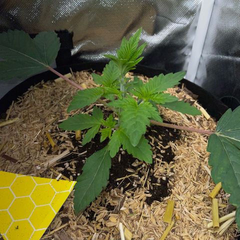 Cereal Milk #3 by KilliczGe growlog timeline photo