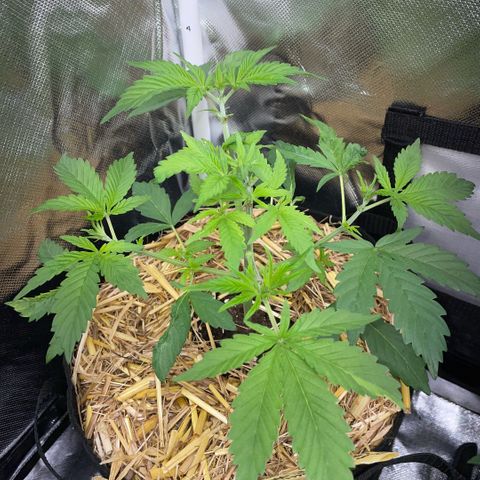 Purple Zkittlez #2 by KilliczGe growlog timeline photo