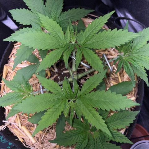 Permanent Marker by KilliczGe growlog timeline photo