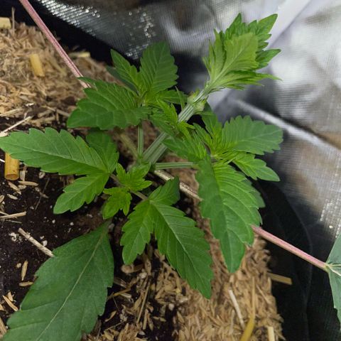 Cereal Milk #3 by KilliczGe growlog timeline photo