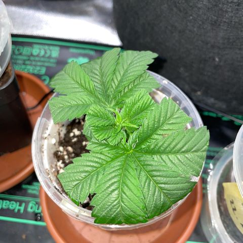 Big Bud 1 Klon 1 by KilliczGe growlog timeline photo