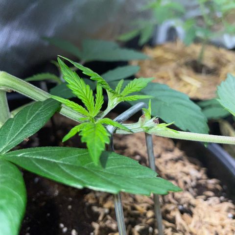 Purple Zkittlez #1 by KilliczGe growlog timeline photo