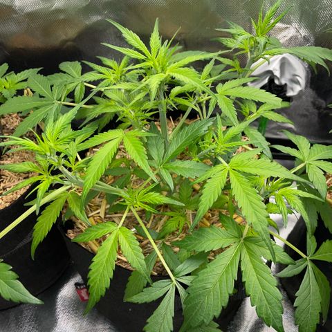 Purple Punch Automatic by KilliczGe growlog timeline photo