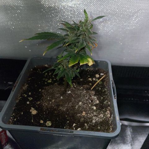Tangerine Dream Clon #1 by KilliczGe growlog timeline photo